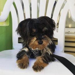 Teddy - Morkie