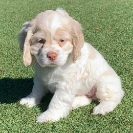 Blue eyed girl - Buff and white female Cocker Spaniel puppy in Gadsden, Alabama from Rich Cat’s