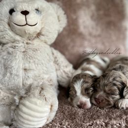 Cavapoo, Cockapoo, and French Bulldog Puppies from Batdogsndoodles