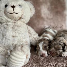 Cavapoo, Cockapoo, and French Bulldog Puppies from Batdogsndoodles