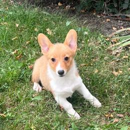 WM F4 - Red female Pembroke Welsh Corgi puppy in Stockton, Iowa from Infinity Corgis