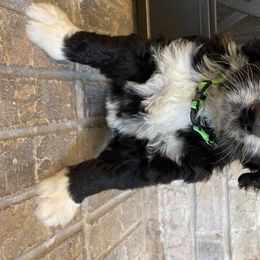 Bernedoodle and Goldendoodle Puppies from Jefferson Doodles