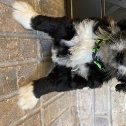 Bernedoodle and Goldendoodle Puppies from Jefferson Doodles