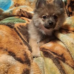 Pomeranian Puppies from Tonia's Pomeranians