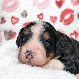 Derek - Tri-color male Bernedoodle puppy in Kilgore, Texas from Furry Tail Doodles