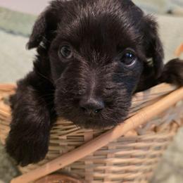 Pearl - Black and white female Schnoodle puppy in Arkansas from Harper's Pups