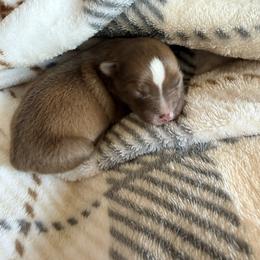 Fifi - Chocolate female Pomsky puppy in Doon, Iowa from Luxury Pomsky