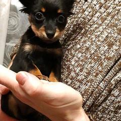 "Tiffany" Russian Toy Puppies from Pinnacle Russian Toys