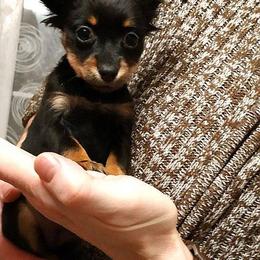 "Tiffany" Russian Toy Puppies from Pinnacle Russian Toys