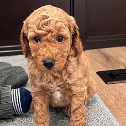 Avery - Red  male Poodle puppy in Advance, North Carolina from Silver Moon Poodles