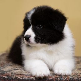 Border Collies from Juletoo Border Collies at Meadowcreek Farm