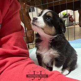 Kisses - Black tri female Miniature Australian Shepherd puppy in Mt Juliet, Tennessee from J&J Harmony Acres