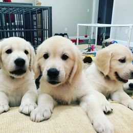 Golden Retrievers from ZenSpawt