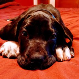 Great Dane Puppies from BkB’s House of Danes