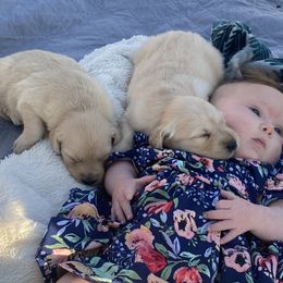 Golden Retriever Puppies from Rollin' Goldies