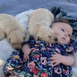 Golden Retriever Puppies from Rollin' Goldies