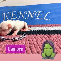 Dogo Argentino Puppies from Savs_sk9