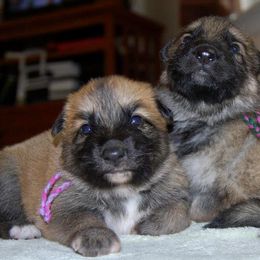 German Shepherd Puppies from Owl Grove German Dogs