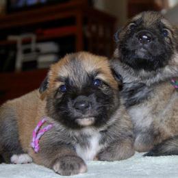 German Shepherd Puppies from Owl Grove German Dogs