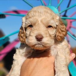 Windy - Cream female Cockapoo puppy in Indiahoma, Oklahoma from Phamily Doodles