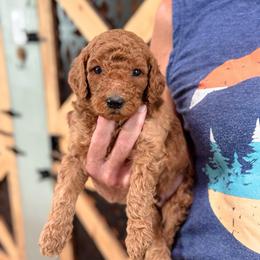 Cash - Red  male Goldendoodle puppy in Wharton, Texas from Little Fur Friends