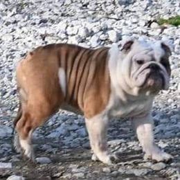 Taz - Bulldog