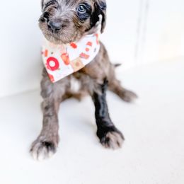 Art - Merle male Goldendoodle puppy in Marietta, Georgia from Reece + Co Doodles & Poodles
