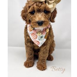 Yara - Red  female Goldendoodle puppy in State Road, North Carolina from Must Love Doodles