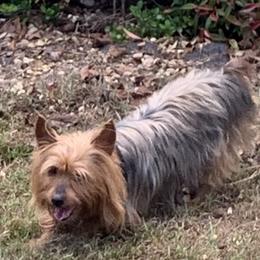 Priscilla - Yorkshire Terrier