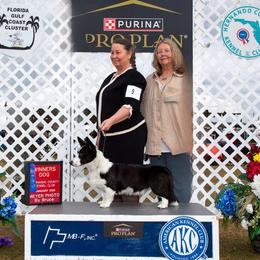 Puck - Cardigan Welsh Corgi