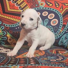 LUA Tri Snow - White and black male Dalmatian puppy in Phoenix, Arizona from Samba Flavors
