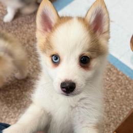 Rocky - Silver and white male Pomsky puppy in Magnolia, Texas from Solace Shelties and Pomskies