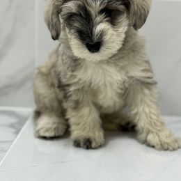 Miniature Schnauzer Puppies from Miniature Schnauzer Paradise llc