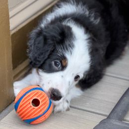Coral - Black tri-color female Aussiedoodle puppy in Kennesaw, Georgia from Distinctive Doodle