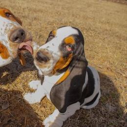 Basset Hounds from BnL Bassets