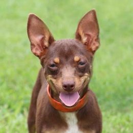 Rouge - Teddy Roosevelt Terrier