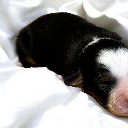 Boy 5 - Black tri Miniature American Shepherd puppy in Ava, Missouri from Blue Blood Mini Aussies