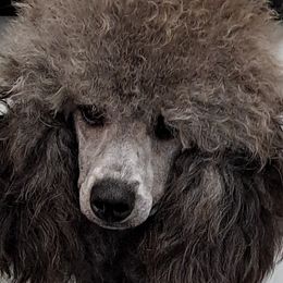 Dachshunds and Poodles from BW Poodles and Dachshunds