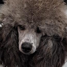 Dachshunds and Poodles from BW Poodles and Dachshunds