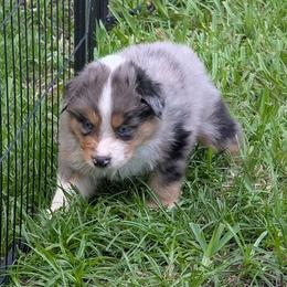 Chucky - Blue merle male Australian Shepherd puppy in Fort Lauderdale, Florida from Burning Heart Aussies