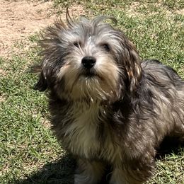 Boy 1 - Black Assorted Doodle Crosses puppy in Benson, North Carolina from A Bundle of Love