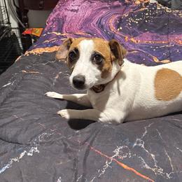 Jack Russell Terriers from Fenstillvar