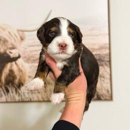 Boy 2 - Tri-color male Bernedoodle puppy in Wamego, Kansas from Doodles of Oz