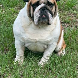 Finnegan - Bulldog