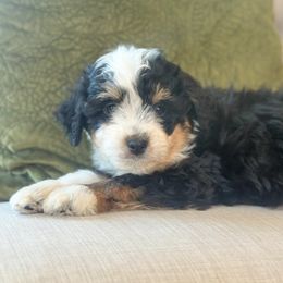 Leaves - Black tri-color male Aussiedoodle puppy in Granbury, Texas from Triple Cross Doodles