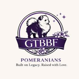 Accepting Applicants for possible adult or retired - Blue merle female Pomeranian puppy in Willow Spring, North Carolina from GTBBF Pomeranians