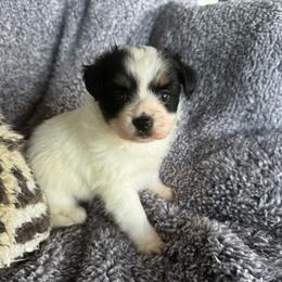 Laken's Tri colored girl - White black and tan female Papillon puppy in Shirley, Arkansas from Lucky Pups