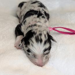Girl 1 - female Australian Shepherd puppy in Coulee City, Washington from Mr and Mrs Doodle Farm