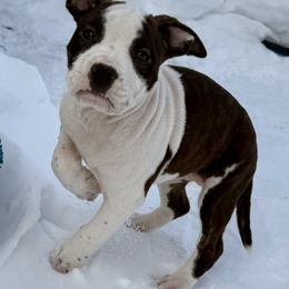 American Staffordshire Terrier Puppies from Explicit Amstaffs Of New England