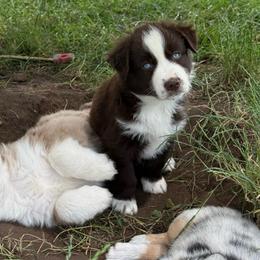 Cisco - Red & white male Miniature Australian Shepherd puppy in Marion, Michigan from Highland Hills Mini Aussies